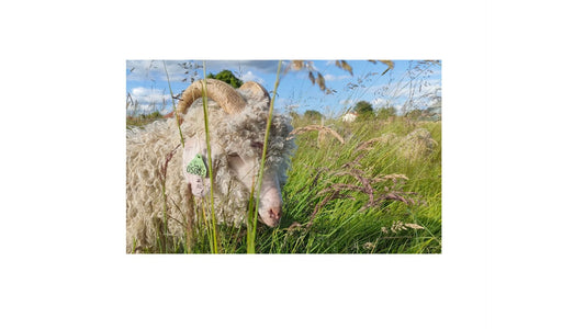 Histoire de la chévre angora