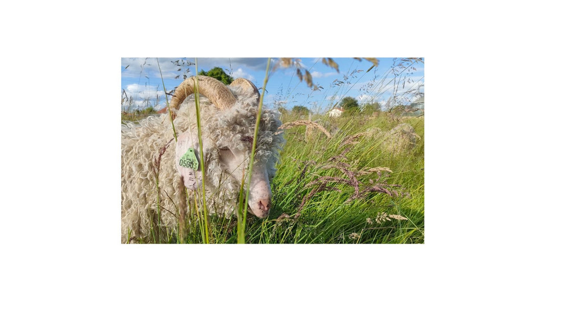 Histoire de la chévre angora